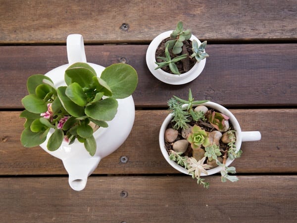 photograph of succulents in tea pot